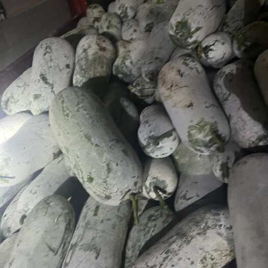 勐腊县白皮冬瓜