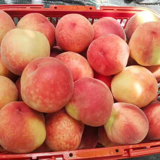 武平县福建脆蜜桃、4月20日上市，招代理商
有果苗供应