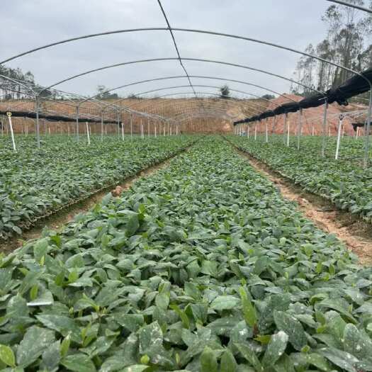 灵山县五指毛桃种苗