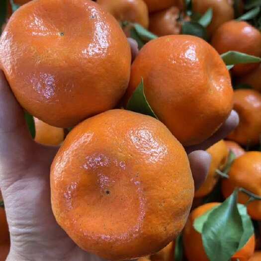 安岳县四川红橘老树川红橘陈皮原料