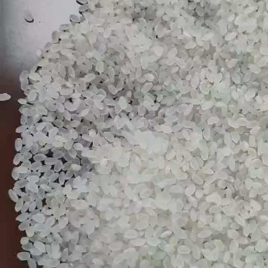 石家庄珍珠米，一等珍珠米，现货现发，厂家供应