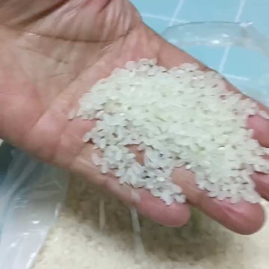 石家庄珍珠米，一等珍珠米，口感好，厂家供应，现货现发