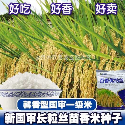 百香优纳丝杂交香米水稻种子早晚稻种植丝苗香米种子香稻谷种子