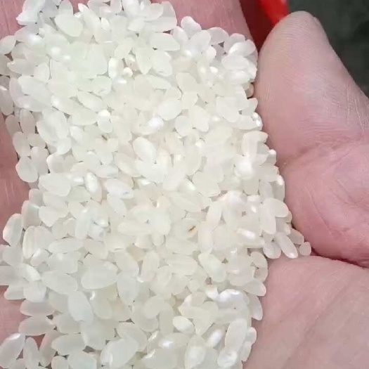 石家庄珍珠米，一等珍珠米，厂家供应，质量保证，现货现发