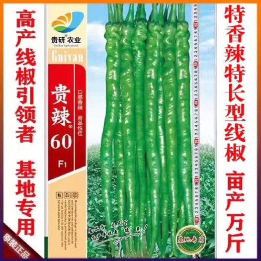 凯里市贵辣60特长香辣线椒王 辣椒种子 薄皮线椒种子 亩产万斤