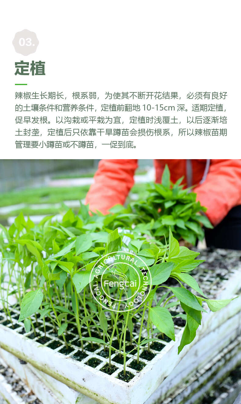 嫩绿型线椒种子 海迈P15杂交种 果长24-28cm