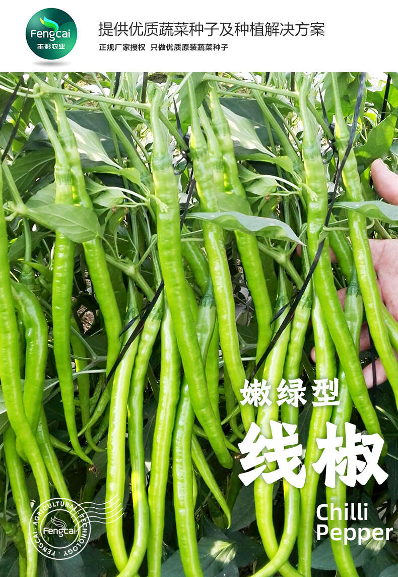 嫩绿型线椒种子 海迈P15杂交种 果长24-28cm