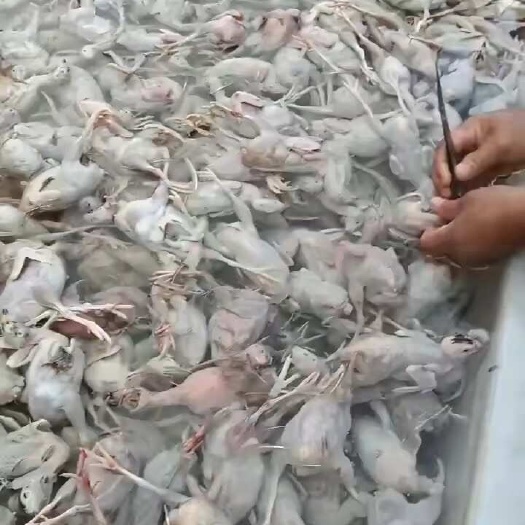 五华县鹌鹑肉