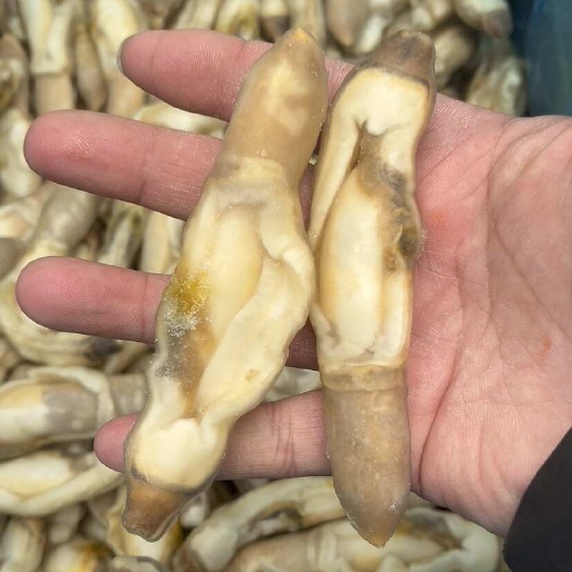 今年新货开嘴去沙蛏王肉20斤一件价格实惠