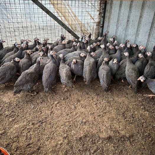 长沙农村散养改良育肥珍珠鸡 脱温育肥珍珠鸡苗 提供技术指导
