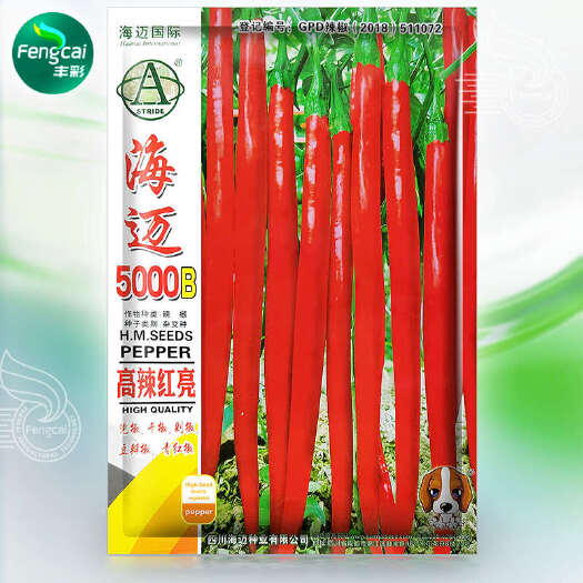 海迈5000B三系杂交线椒种籽 高辣红亮辣椒种子