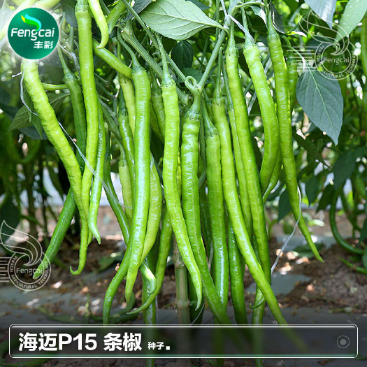 绵阳嫩绿型线椒种子 海迈P15杂交种 果长24-28cm