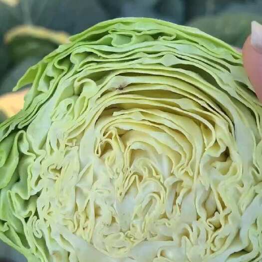 沙洋县甘兰，楚禾，斯特丹