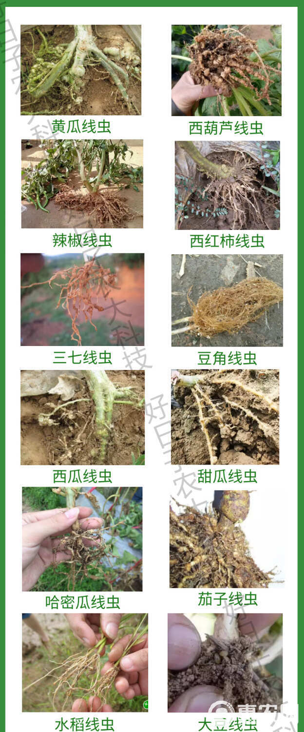 田员外线无忧根结线虫防治线虫抑制虫卵养根护根专用肥料黄腐酸