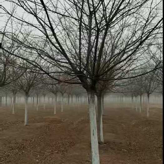 郯城县染井吉—樱花基地大量低价出售