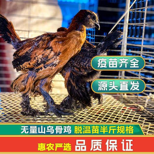 昆明无量山乌骨鸡脱温苗0.5斤全套疫苗源头直发全年有货
