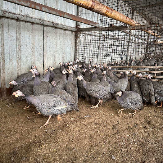 农家散养改良下蛋珍珠鸡 产蛋鸡脱温育肥鸡苗 疫苗全做好饲养
