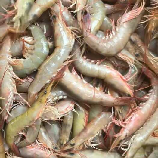 天然海麻虾 渔船活鲜上岸 硬壳肉质鲜甜脆爽有膏