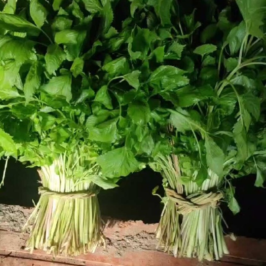 通化县大叶芹，山芹菜，山野菜，长白山野生大叶芹