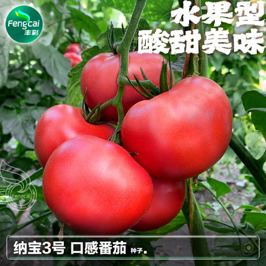 纳宝口感三号番茄种子 单果重230克浅粉果亩产1.5-2万斤