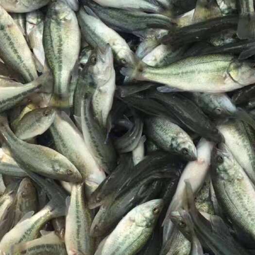 广州生态淡水加州鲈鱼小鱼3-5公分淡水生态养殖食用鲜活优鲈
