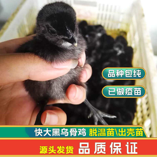 昆明快大黑出壳苗脱温苗 黑乌肉鸡 快大型黑鸡苗 快大黑乌鸡