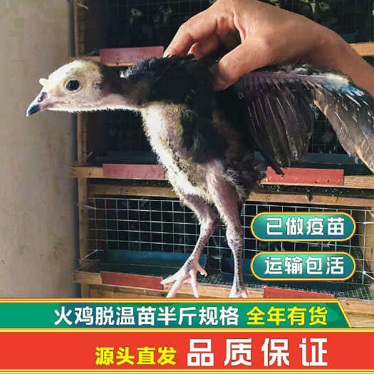昆明脱温火鸡苗贝蒂娜火鸡苗大型养殖场基地批发