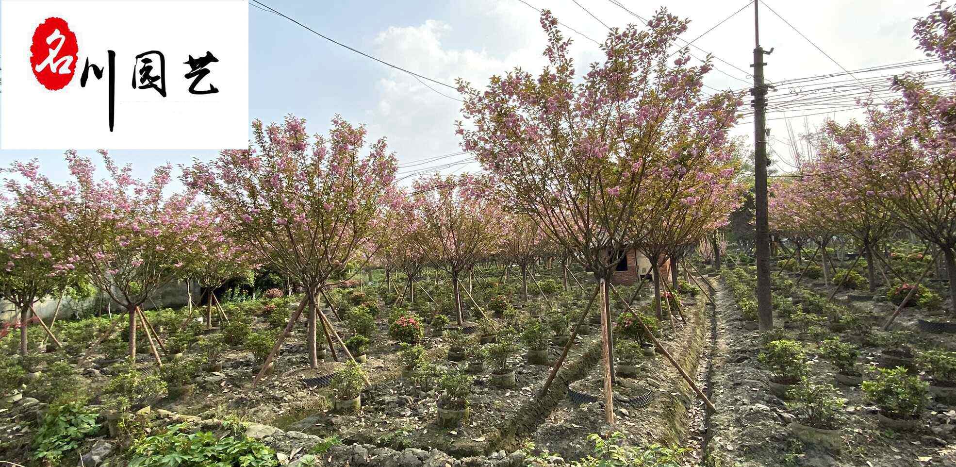 樱花苗木基地直销 精品早樱晚樱批发 庭院园林绿化观赏苗木