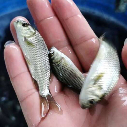 广州优质鲤鱼2-4公分淡水生态养殖鲜活 高存活率易养