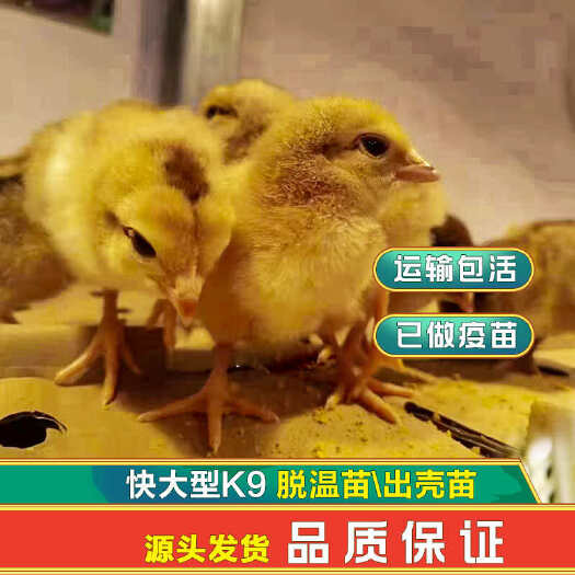昆明快大肉鸡K9麻黄出壳苗/脱温 大种鸡大型肉鸡苗基地批发