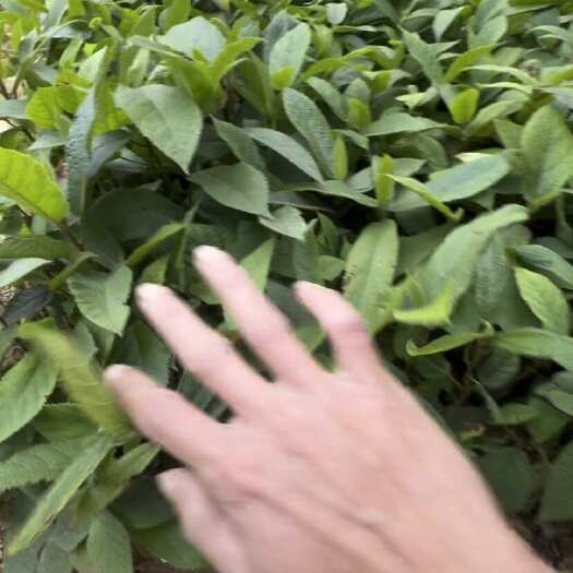 灵山县五指毛桃苗