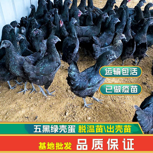 昆明五黑绿壳五鸡苗 出壳苗脱温苗 基地育种黑羽绿壳蛋鸡 抗病力强