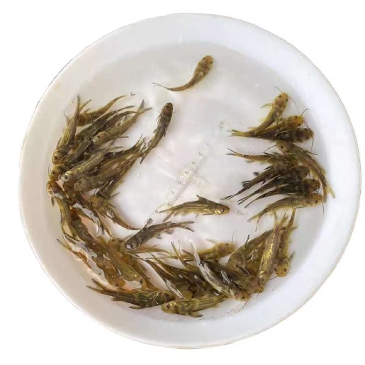 黄骨鱼淡水养殖食用活鱼苗昂刺小鱼黄辣丁混养