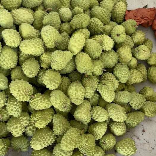 昆明释迦果 250-350g 单价是公斤