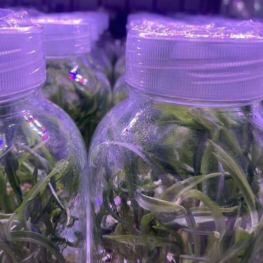 宜良县滇黄精 多花黄精等 黄精类组培苗（可定制 价格电议）