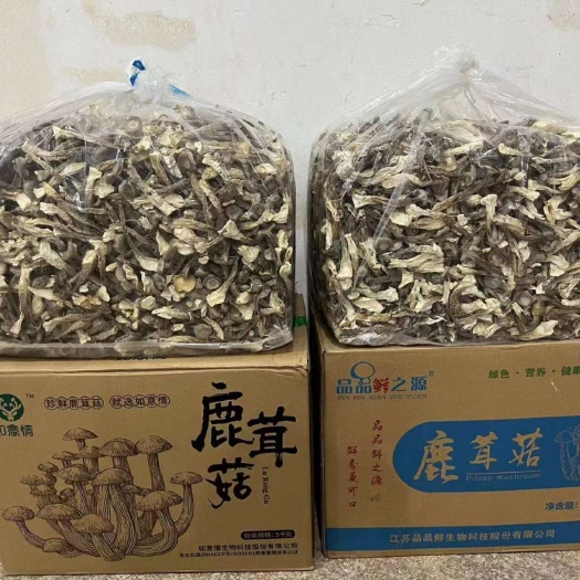 鹿茸菇 古田精选 厂家直销 去根鹿茸菌