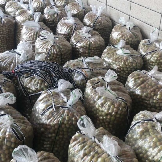 漳州油甘果代办批发