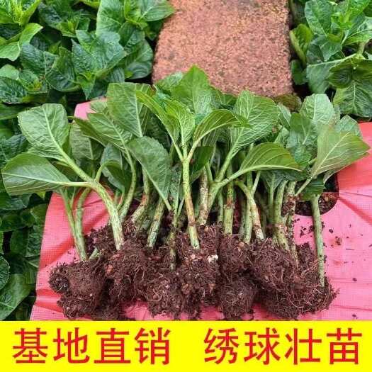 云南基地绣球花种苗批发无尽夏八仙花海蓝重瓣盆栽小苗绿化花卉