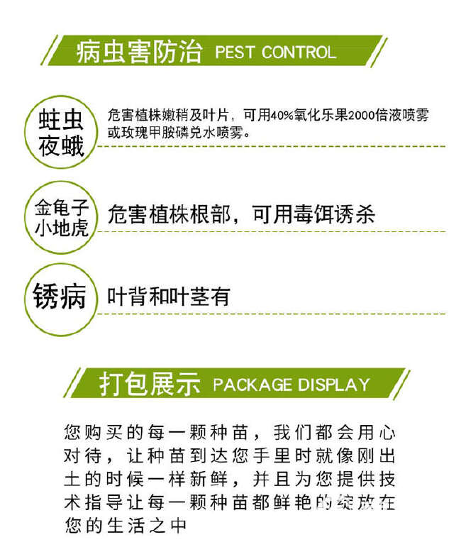 云南基地绣球花种苗批发无尽夏八仙花海蓝重瓣盆栽小苗绿化花卉