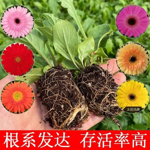 昆明昆明基地非洲菊扶郎花小苗批发多季开花盆栽花卉鲜切花大雪桔红色