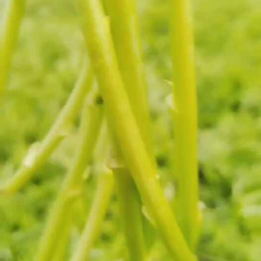 泗阳县泗阳精品芦蒿，自家大棚种植，质量保证