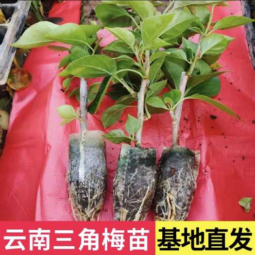 昆明云南紫三角梅苗小苗盆栽重瓣中国红画报扦插苗办公室阳台当年开花