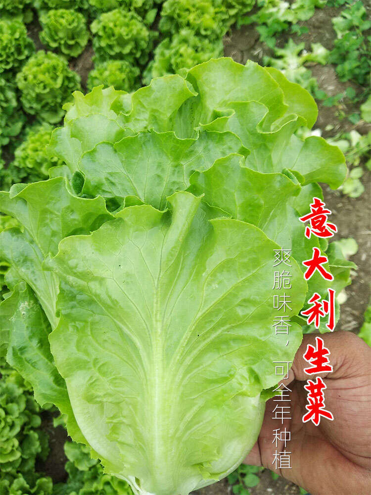 云南昆明基地直发 意大利生菜苗蔬菜苗批发