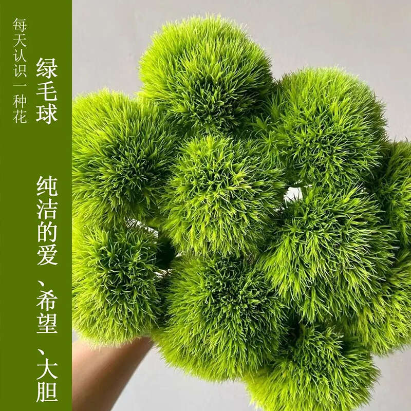 绿毛球小苗 云南昆明基地直发