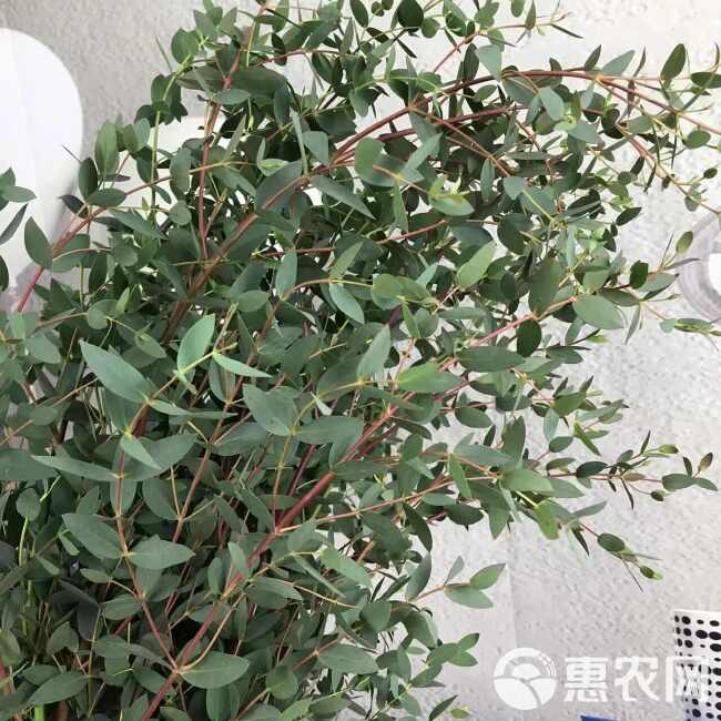 尤加利鲜切花摆摊花店用花 云南鲜花基地直发