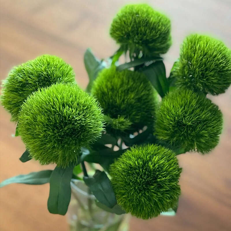 绿毛球小苗 云南昆明基地直发