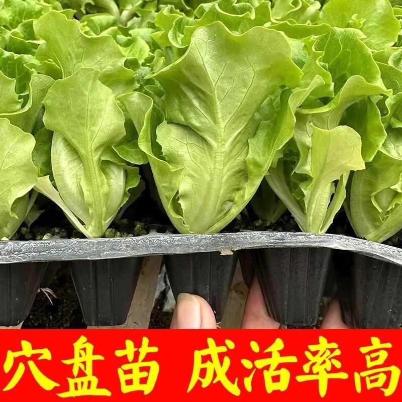 云南昆明基地直发 意大利生菜苗蔬菜苗批发