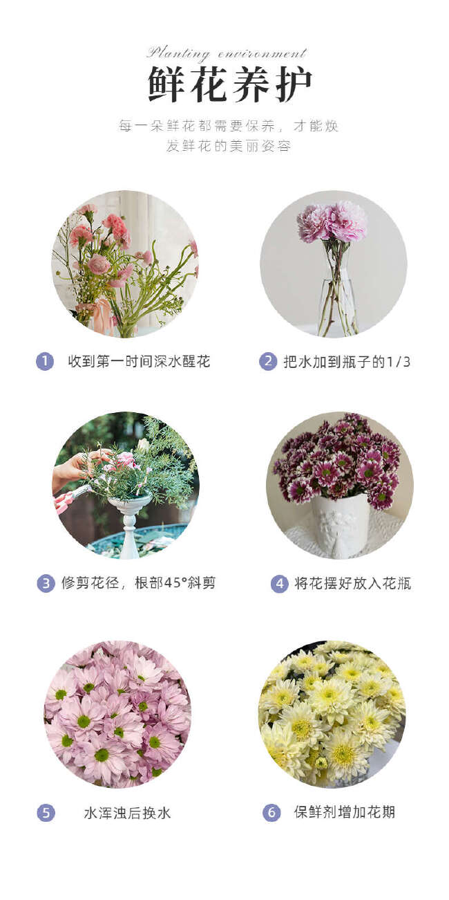 小雏菊鲜切花 真花家居婚庆装饰社区团购花店云南鲜花基地批发