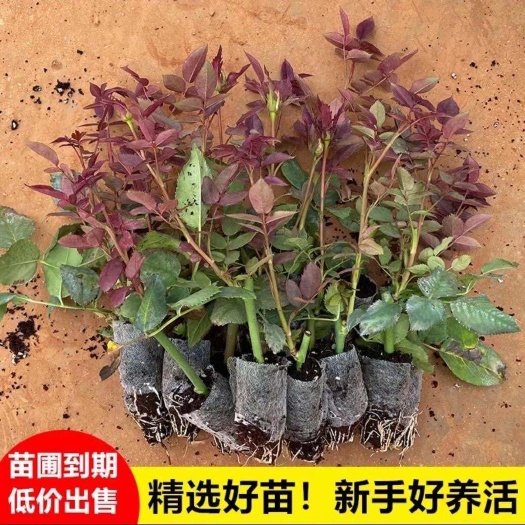 昆明基地月季玫瑰无纺布袋杯苗高原红卡布奇洛佛洛依德带土发货