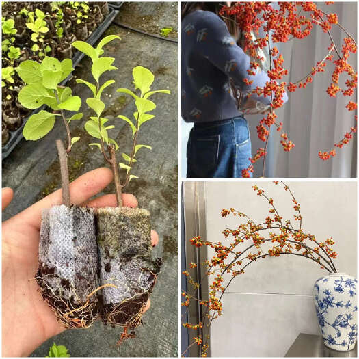 昆明日本南蛇藤小苗 云南昆明基地直发